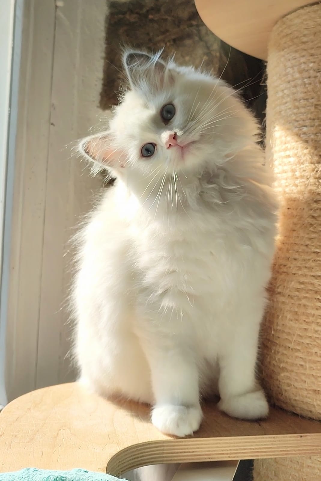 IT* Hera Hula Dolls de L'Oberge